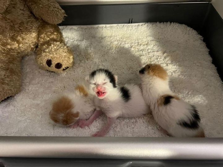 kittens newborns