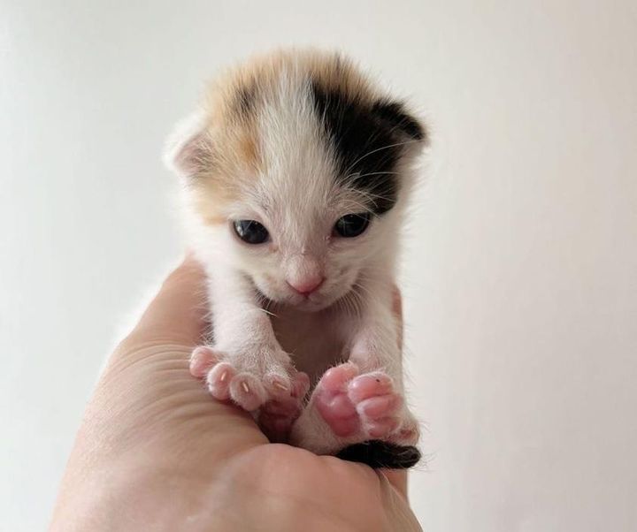 calico kitten toe beans