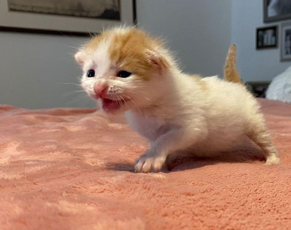 tiny kitten exploring