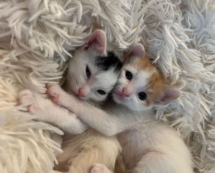 cuddly kittens