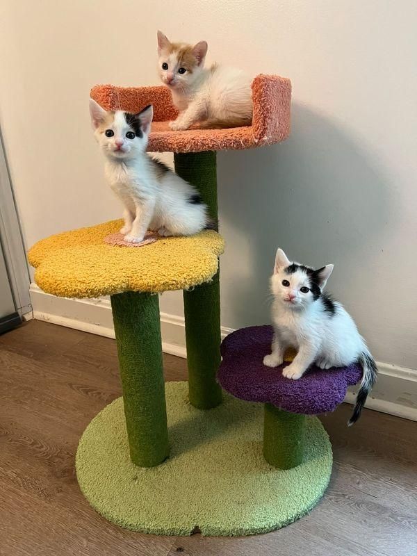 kittens in cat tree