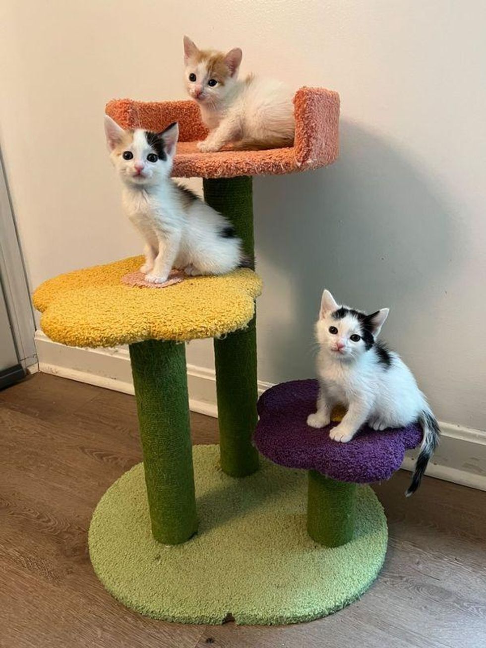kittens in cat tree