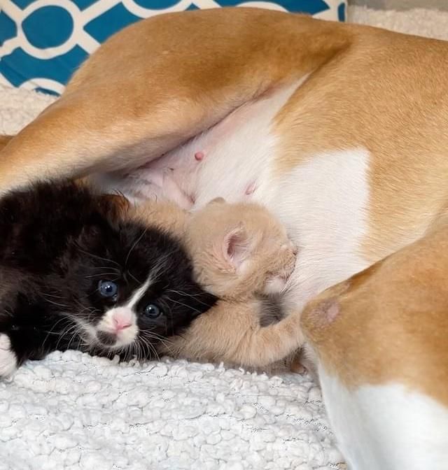 kitten nursing dog