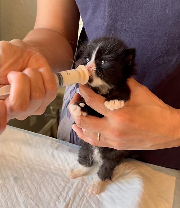 bottle kitten tuxedo