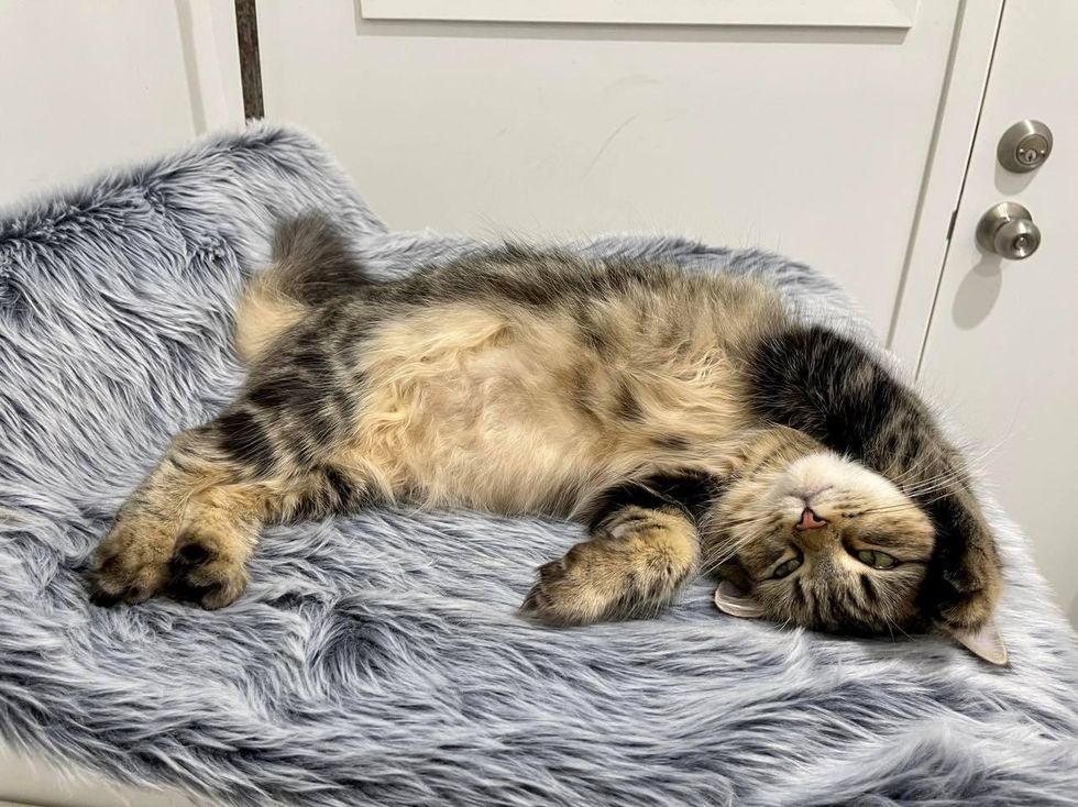 tabby cat stretching
