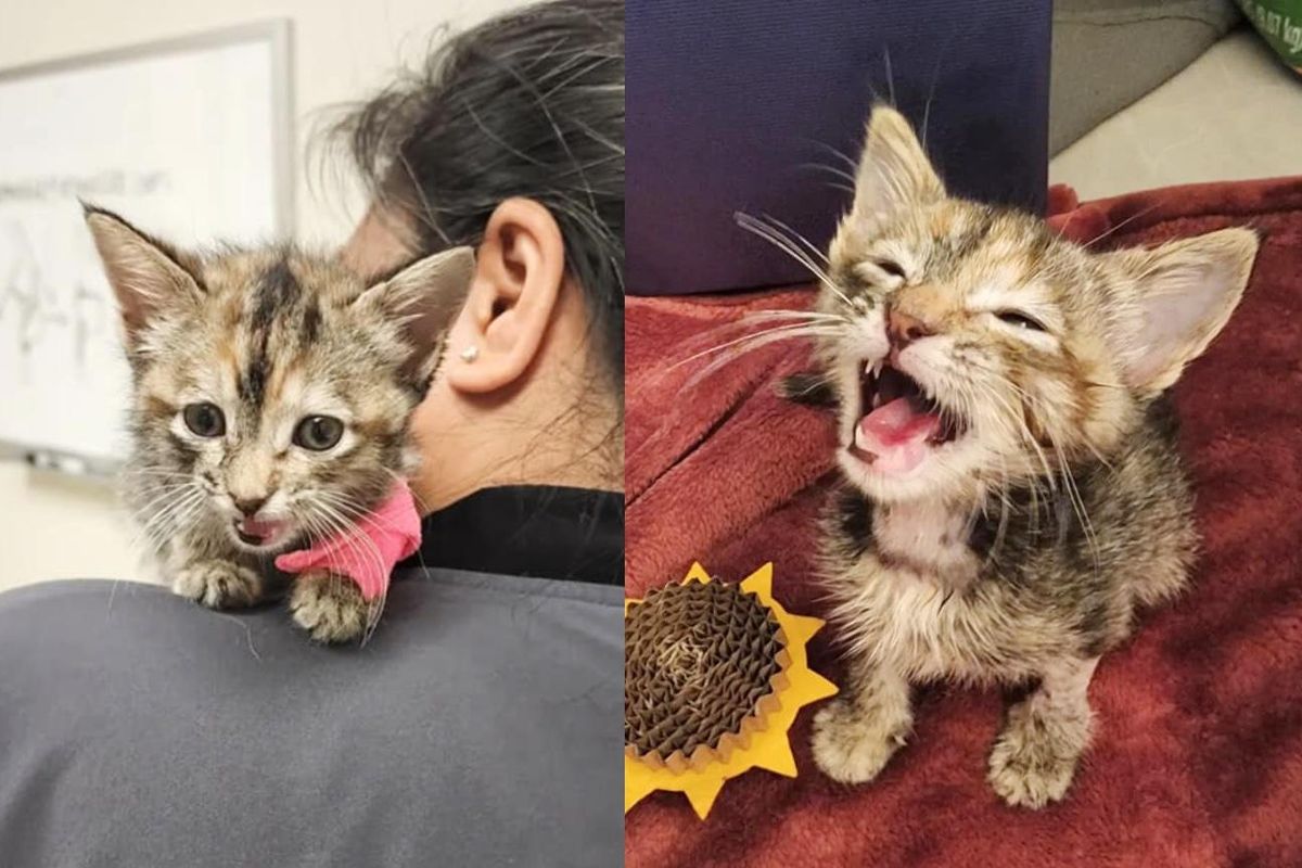 Kitten Found at Auto Shop Has Lots of 'Opinions' to Tell Throughout Her Rescue Journey