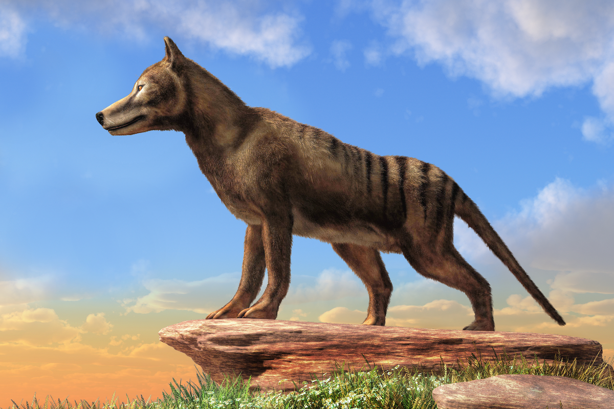 Austin entrepreneur teams up with Australian researchers to resurrect the Tasmanian tiger
