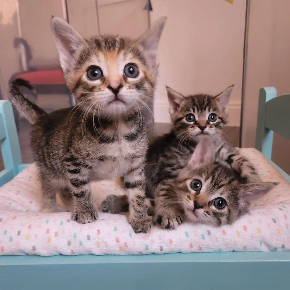 tabby kittens trio