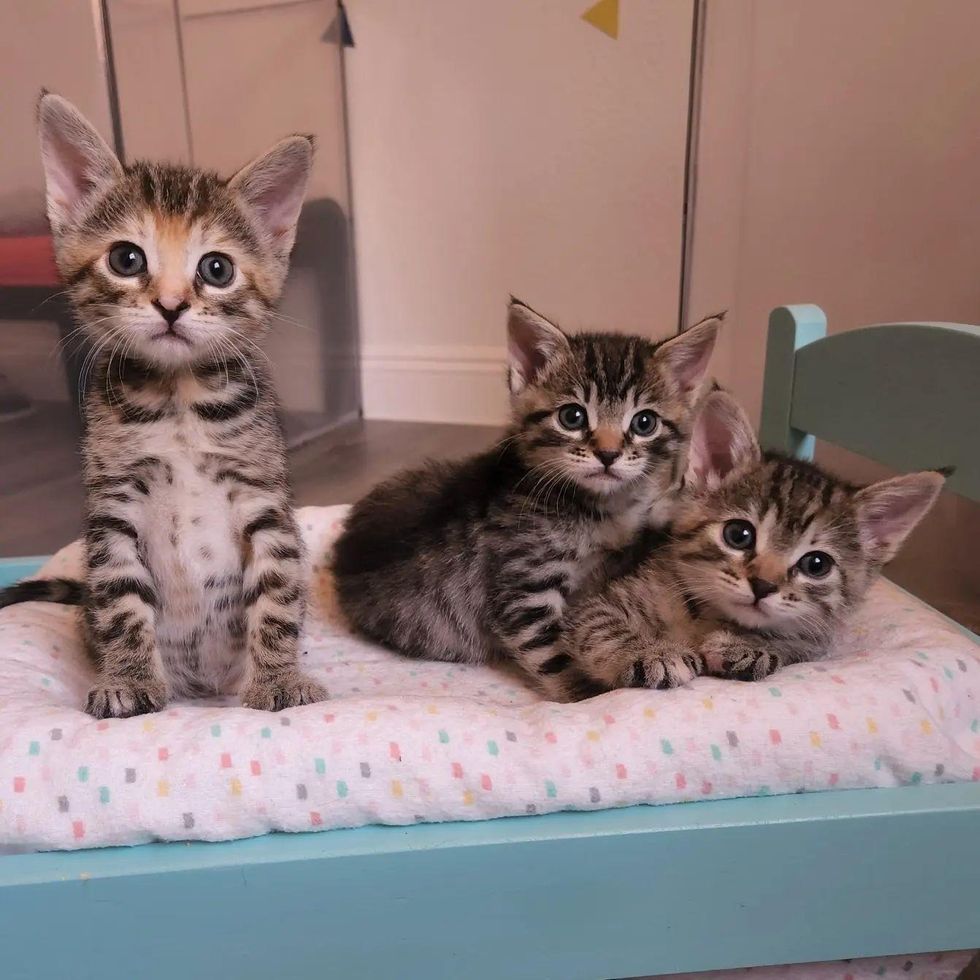 three tabby kittens, cat bed