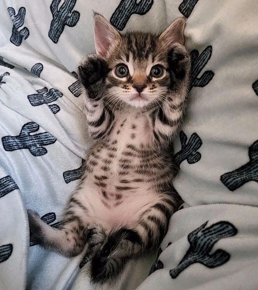 kitten cute belly