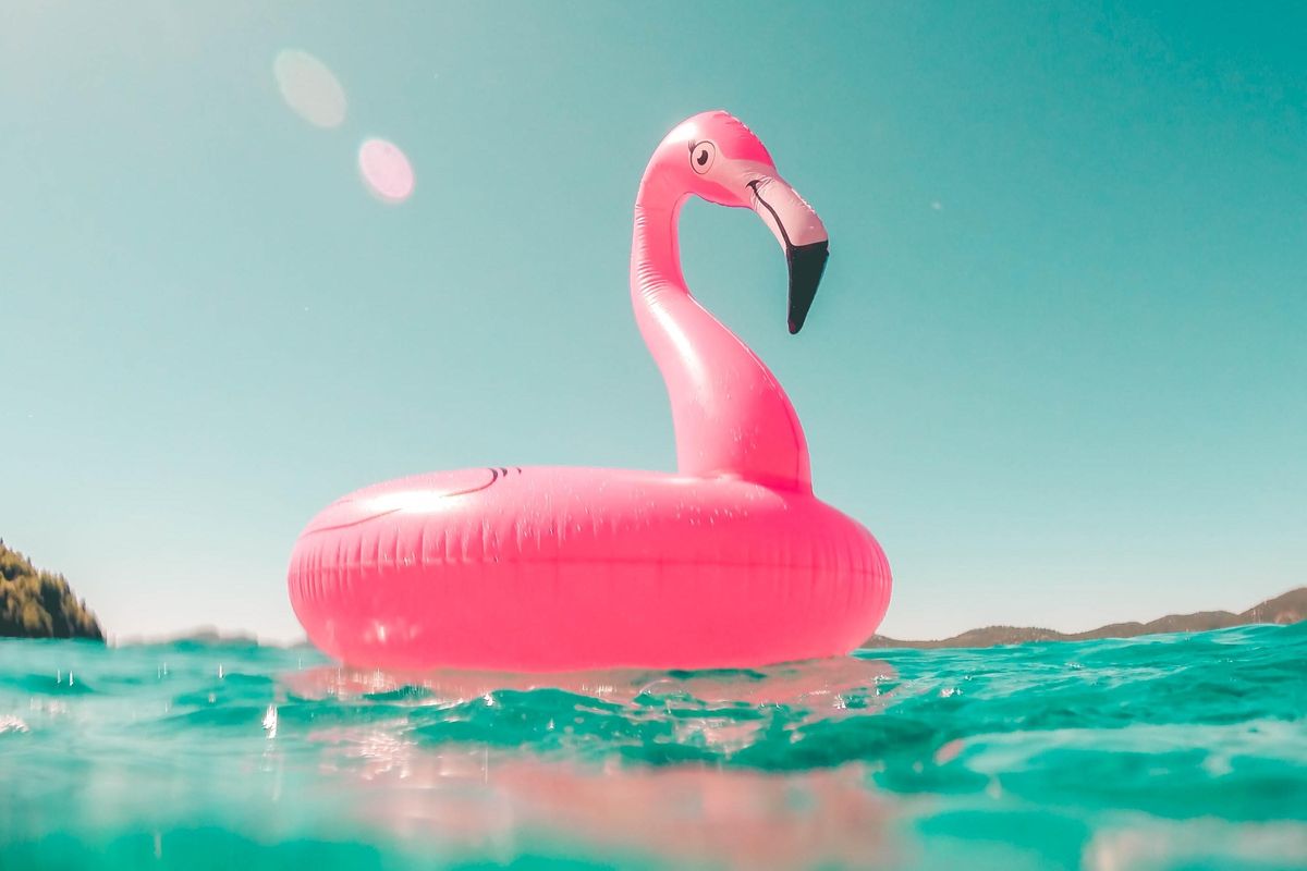 pink flamingo on water