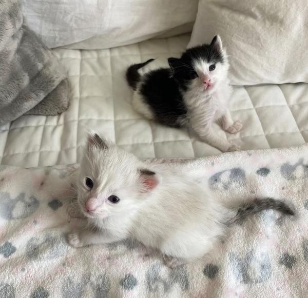 happy kitten brothers