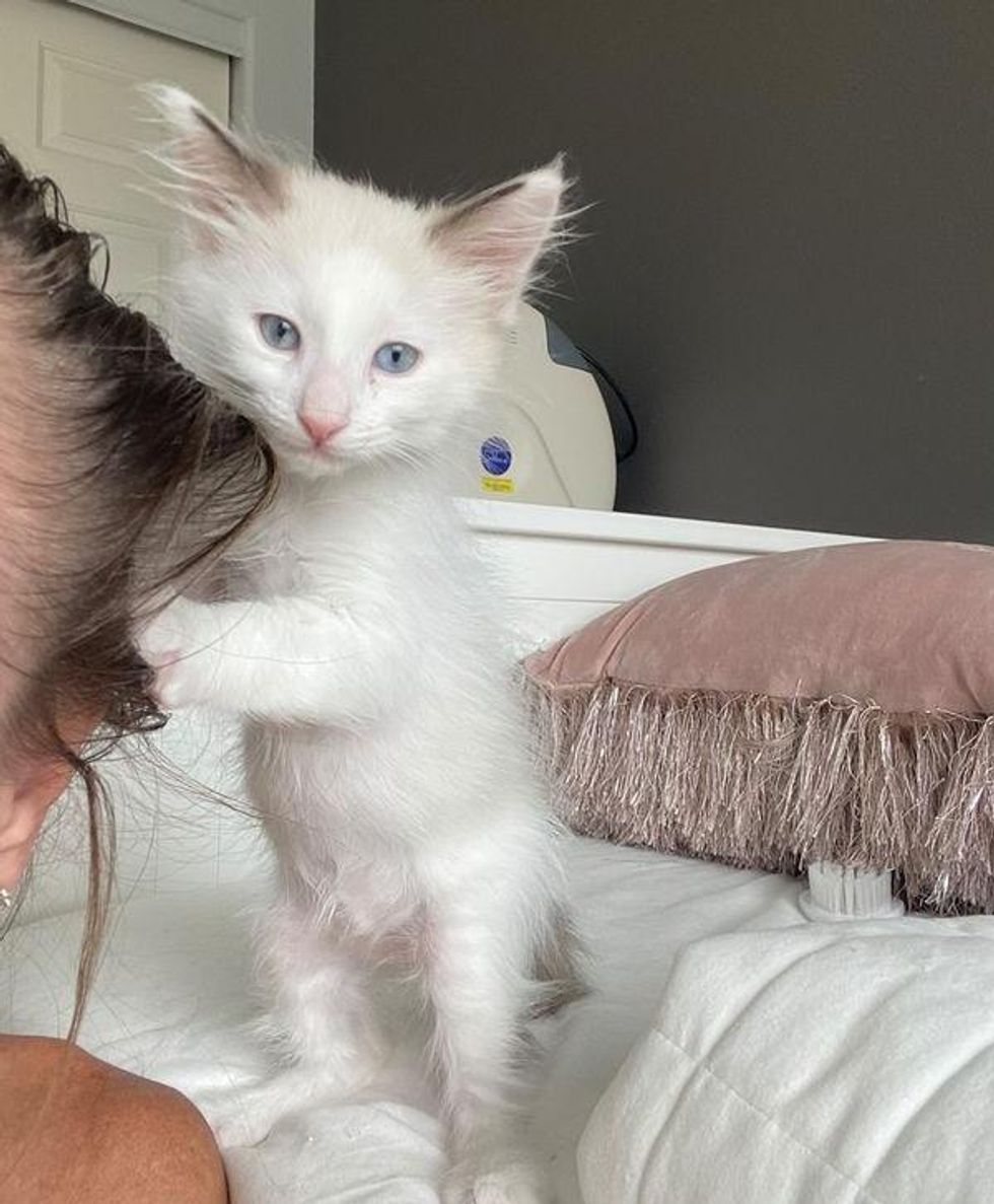 standing up kitten