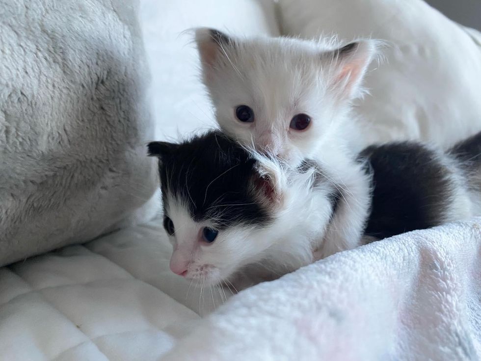 cuddling kittens
