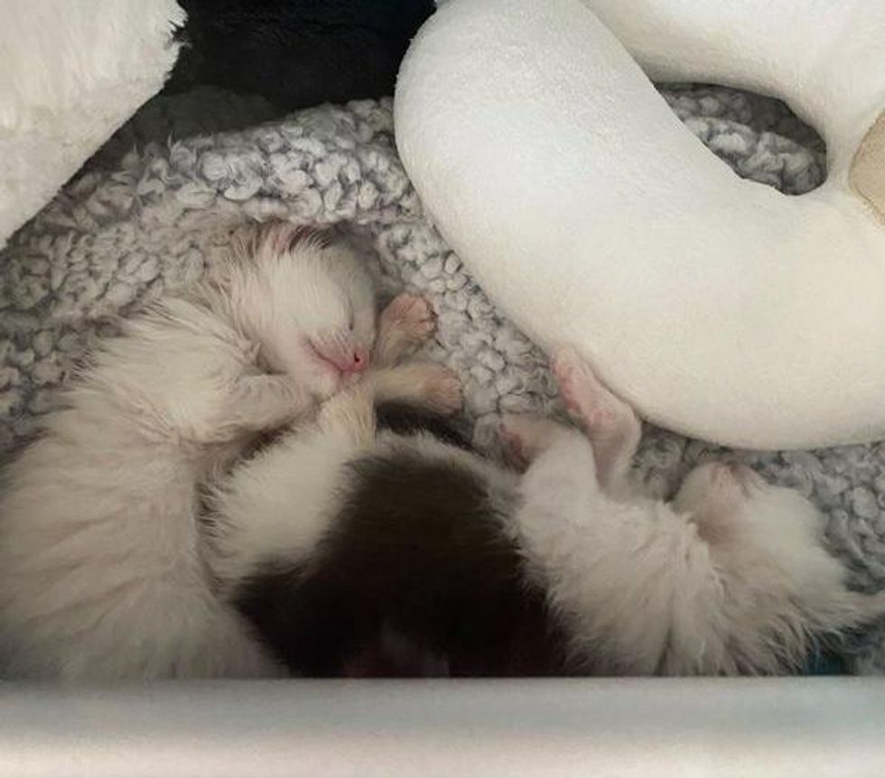 kittens sleeping incubator