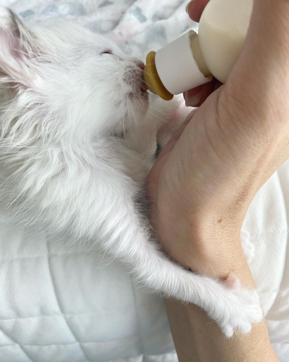 bottle kitten hug