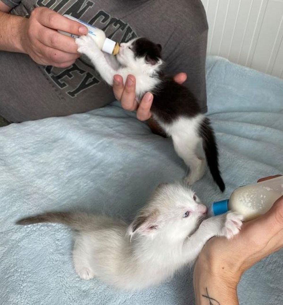 bottle feeding kittens