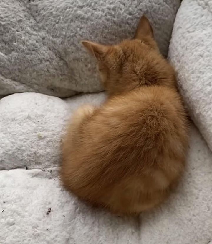 kitten sleeping bed