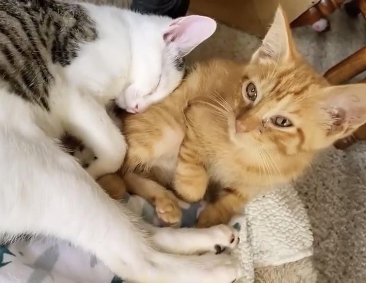 kittens snuggles