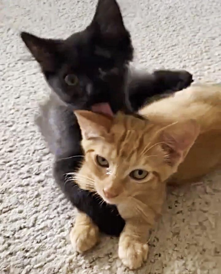 wrestling kittens
