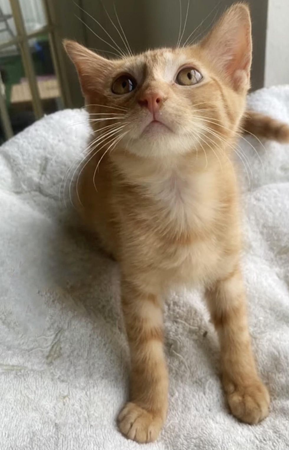 handsome ginger kitten