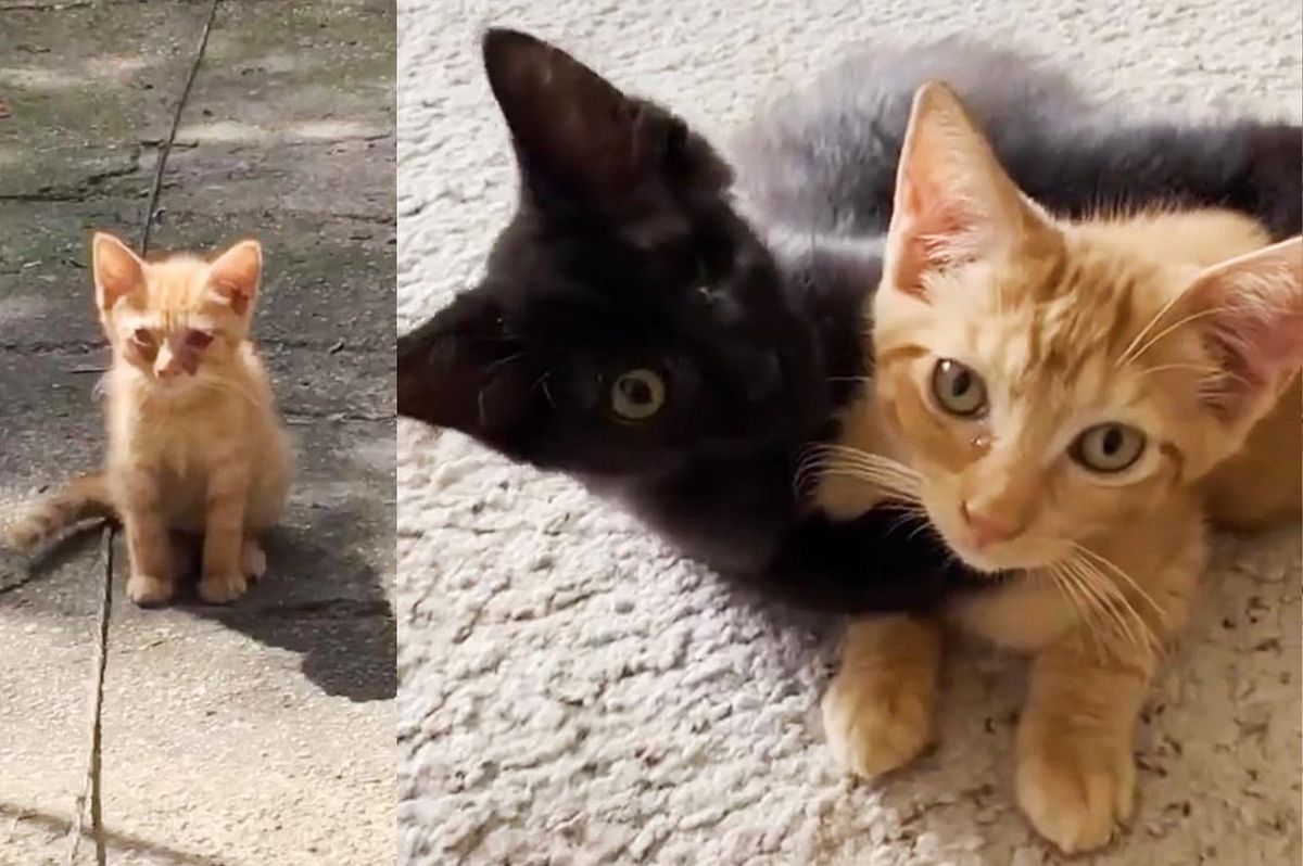 Kitten Who Was Found Foraging for Food, Transforms into a Happy Indoor Cat in 3 Days