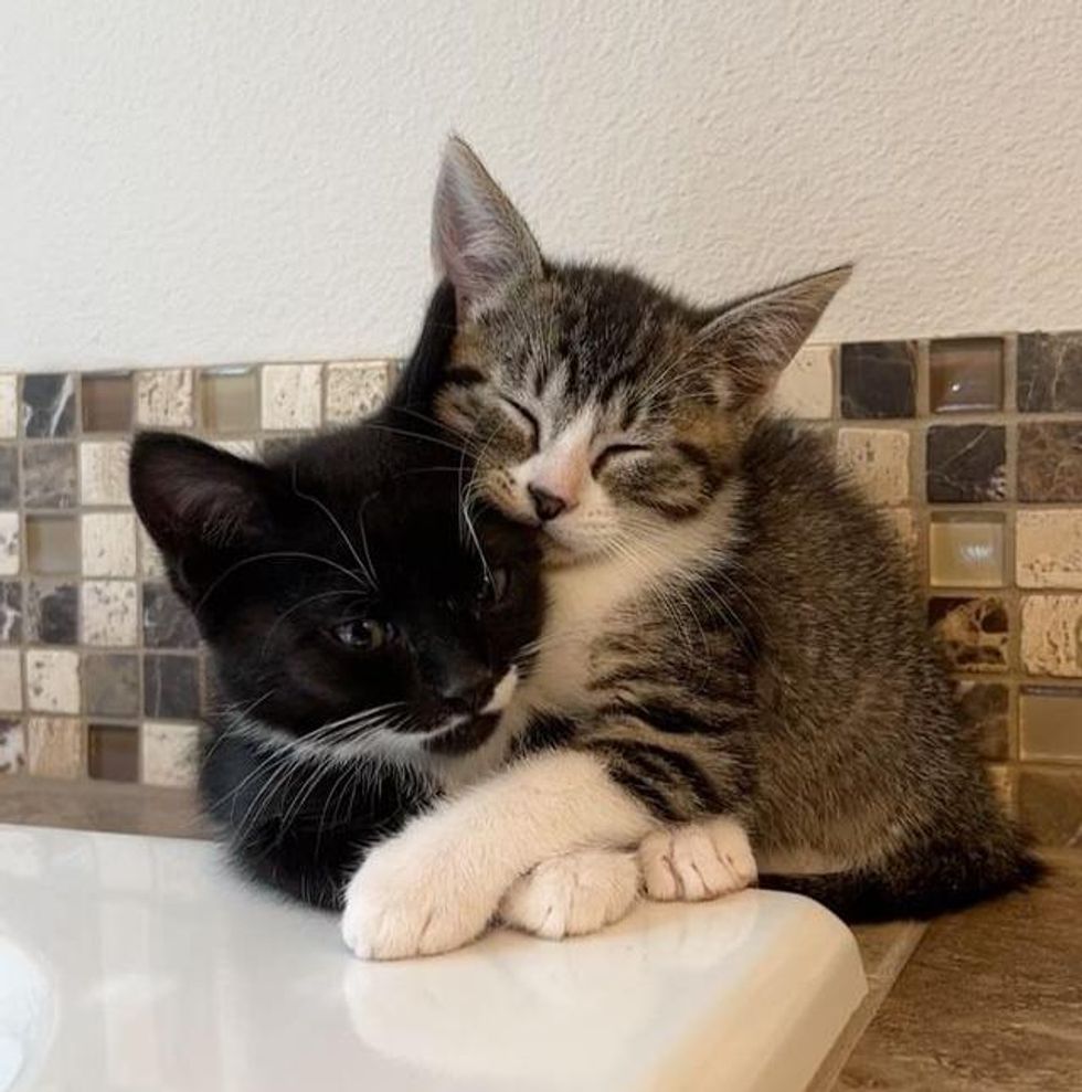 tuxedo tabby kittens hugs