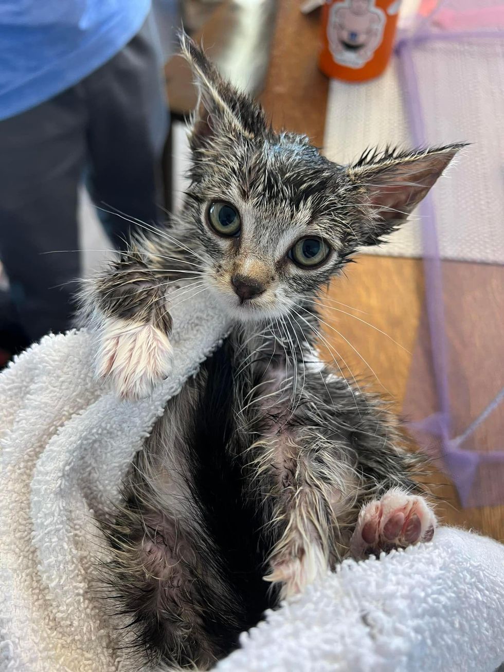 rescued kitten