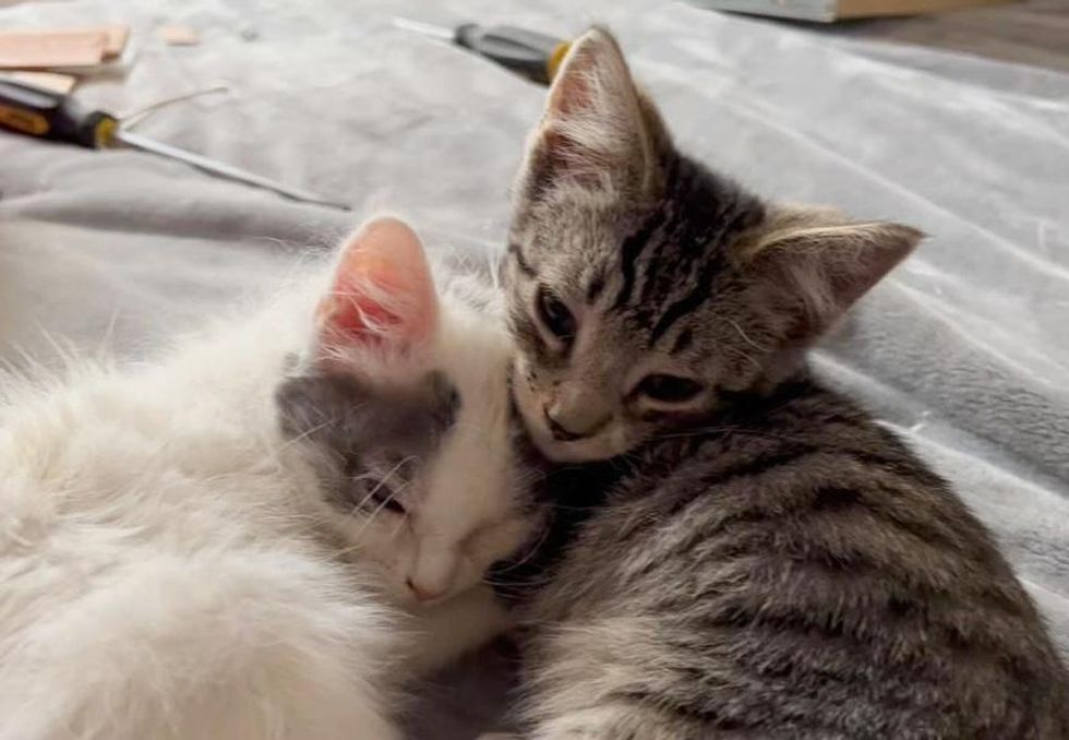 blind kitten and friend