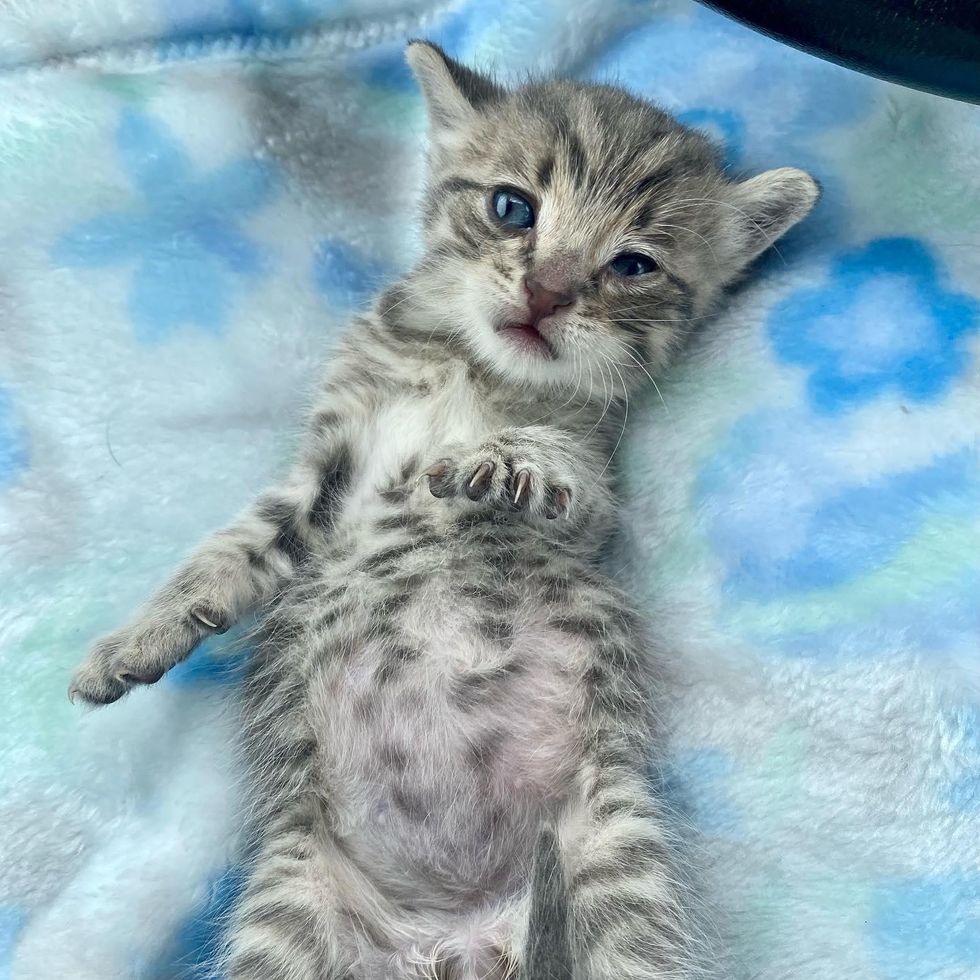 tabby grey kitten