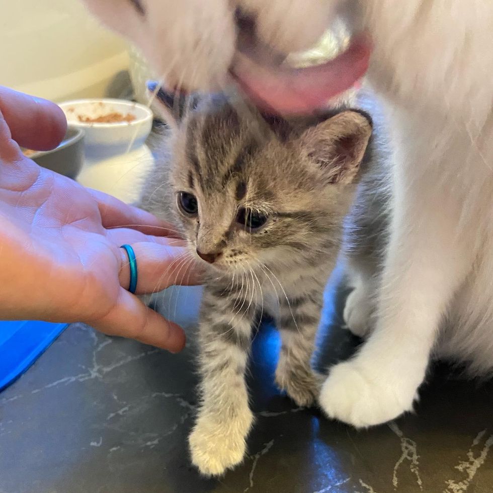 cat grooms kitten