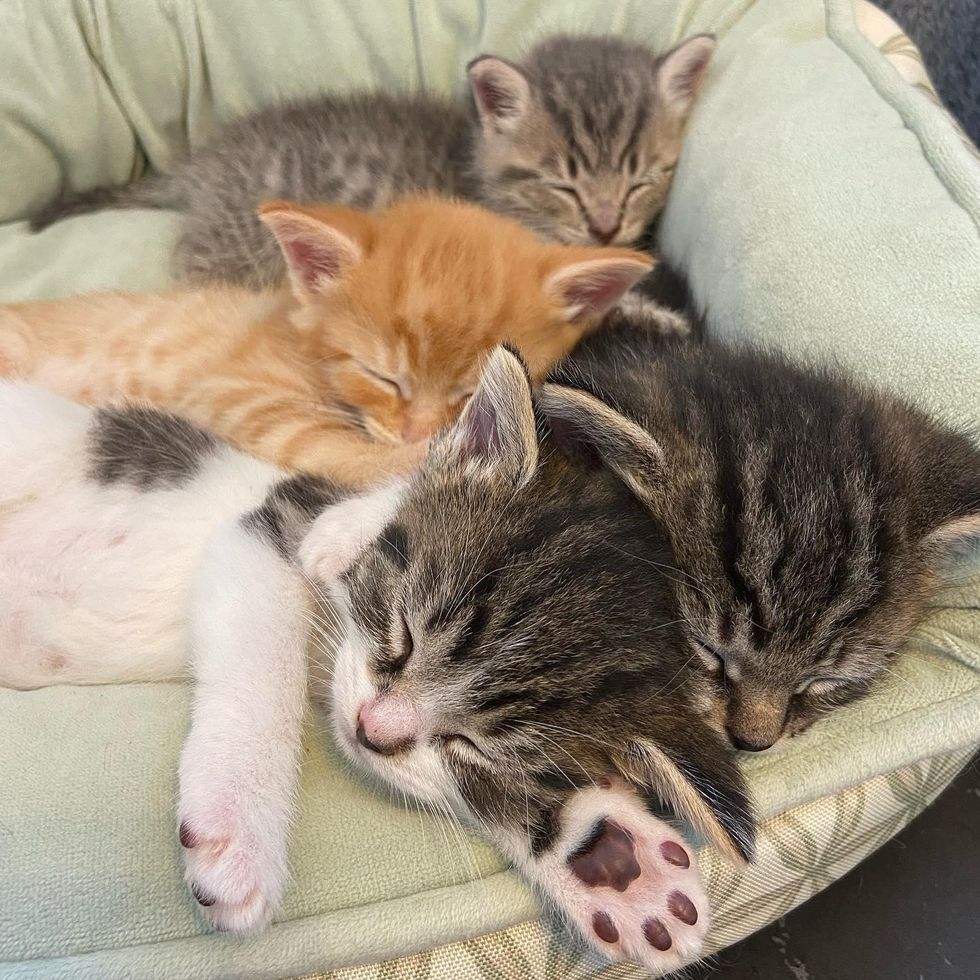 sleeping kittens snuggling