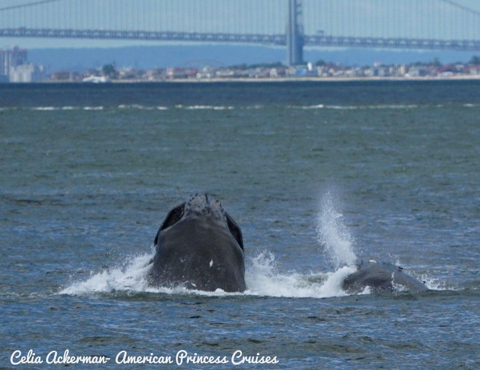 whales new york, new york harbor, gotham whales