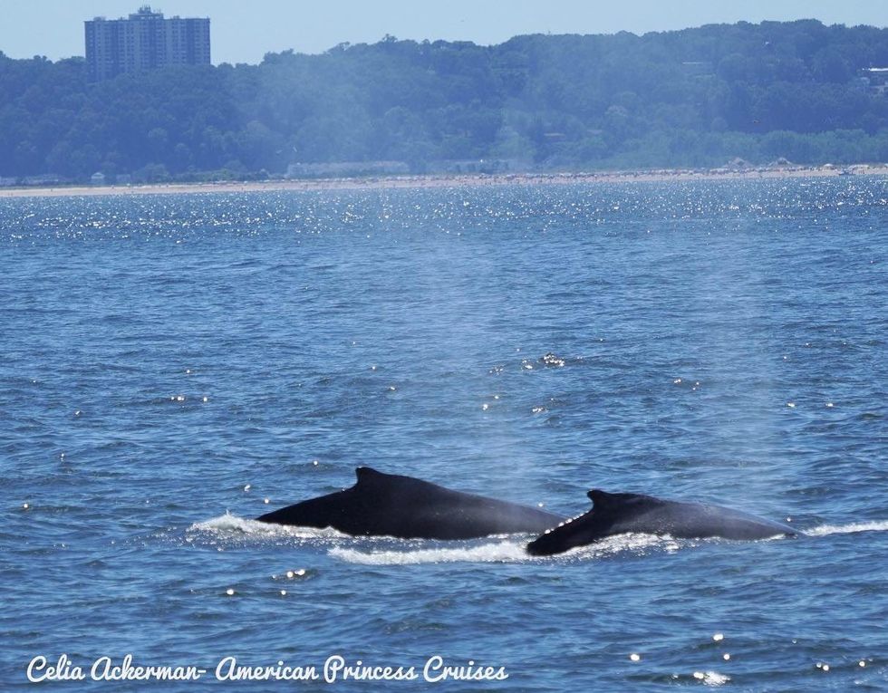 new york harbor whales, cecilia ackerman twitter
