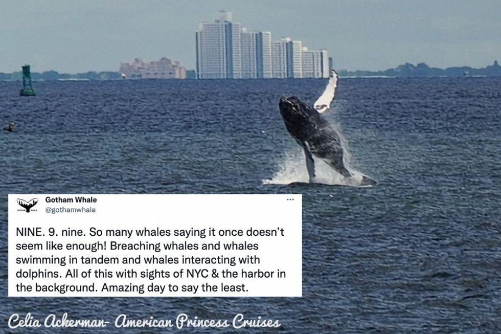 Neun Wale besuchen New York > Tolle Fotos einer bedrohten Art