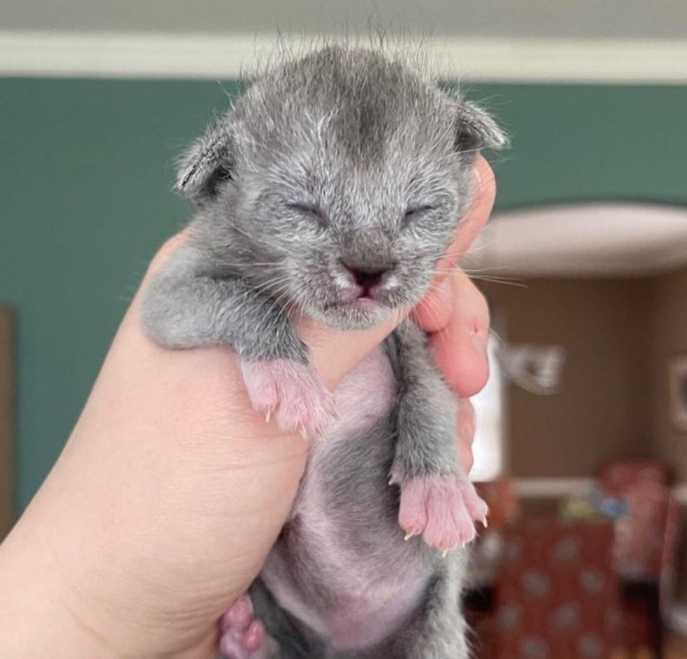 grey silver kitten