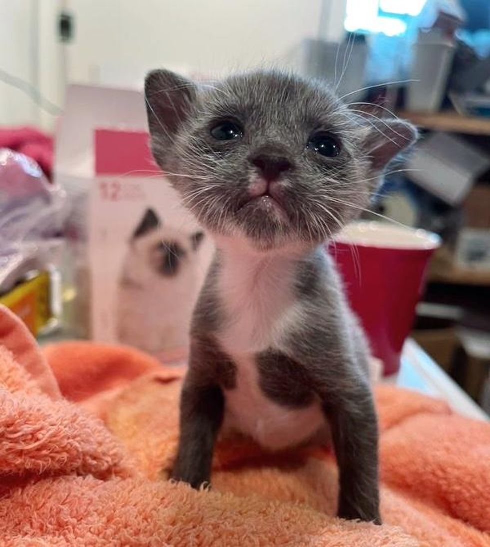 tiny tuxedo kitten