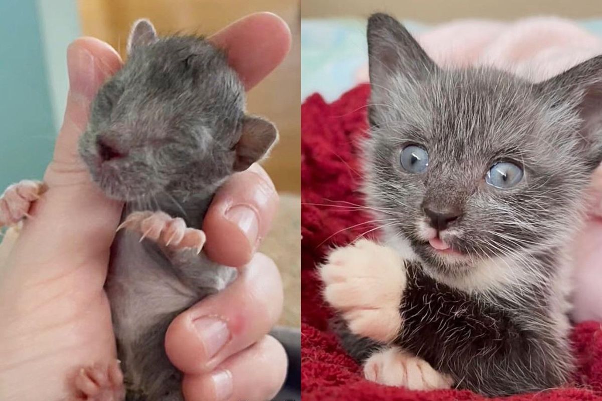 Woman Rescues Kitten and Watches Him Transform, the Kitten Ends Up Changing Her Life