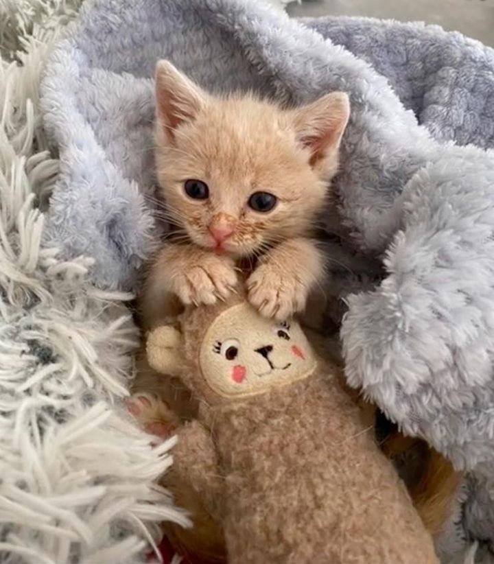 kitten plushy toy