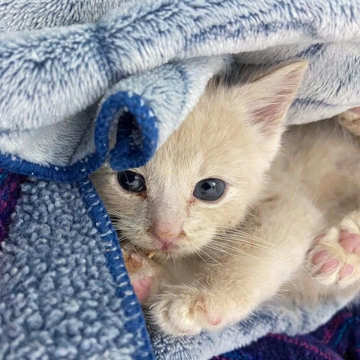 adorable kitten cream