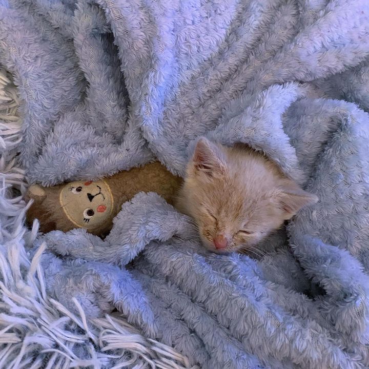 sleeping kitten plushy