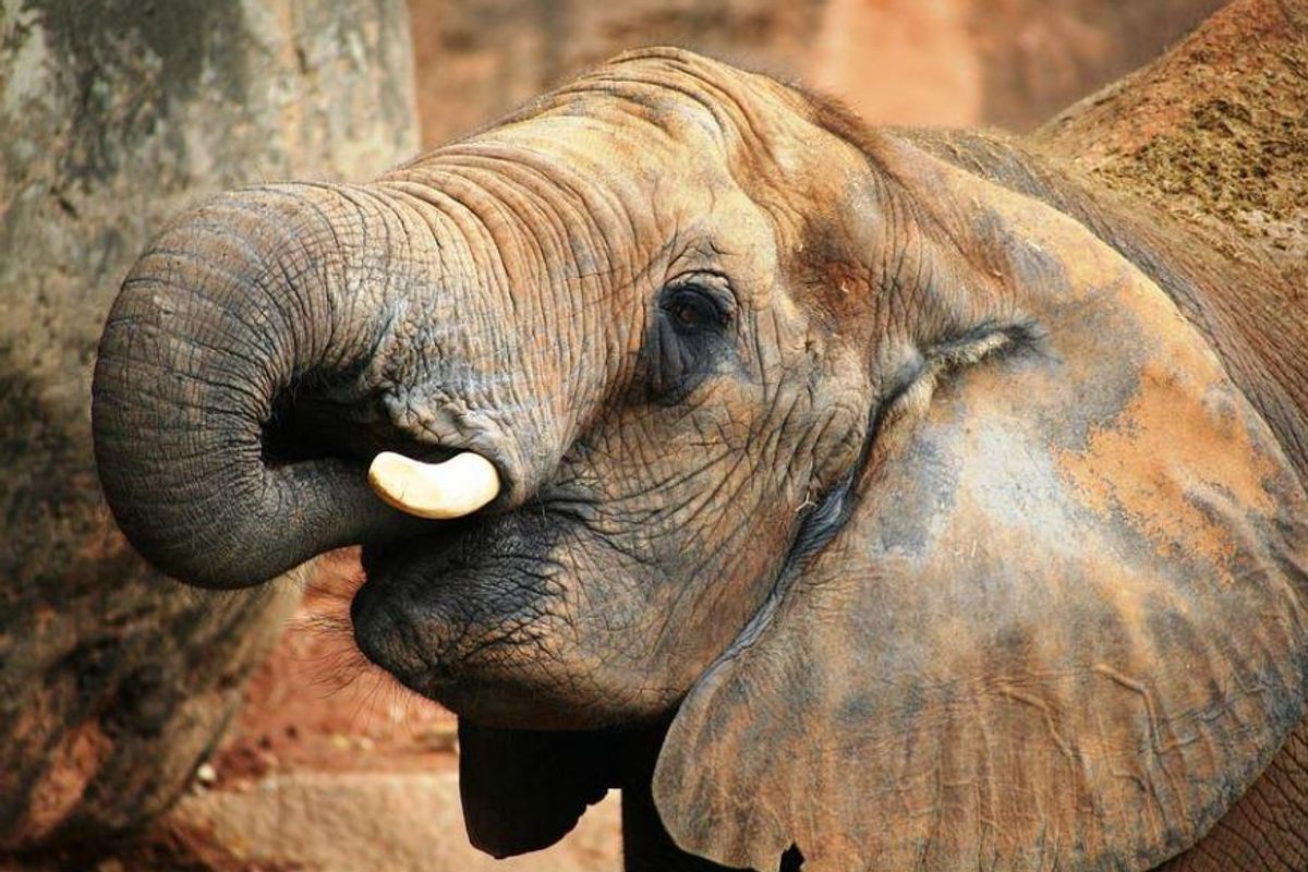 elephant, shandiao wild animal, elephant intelligence