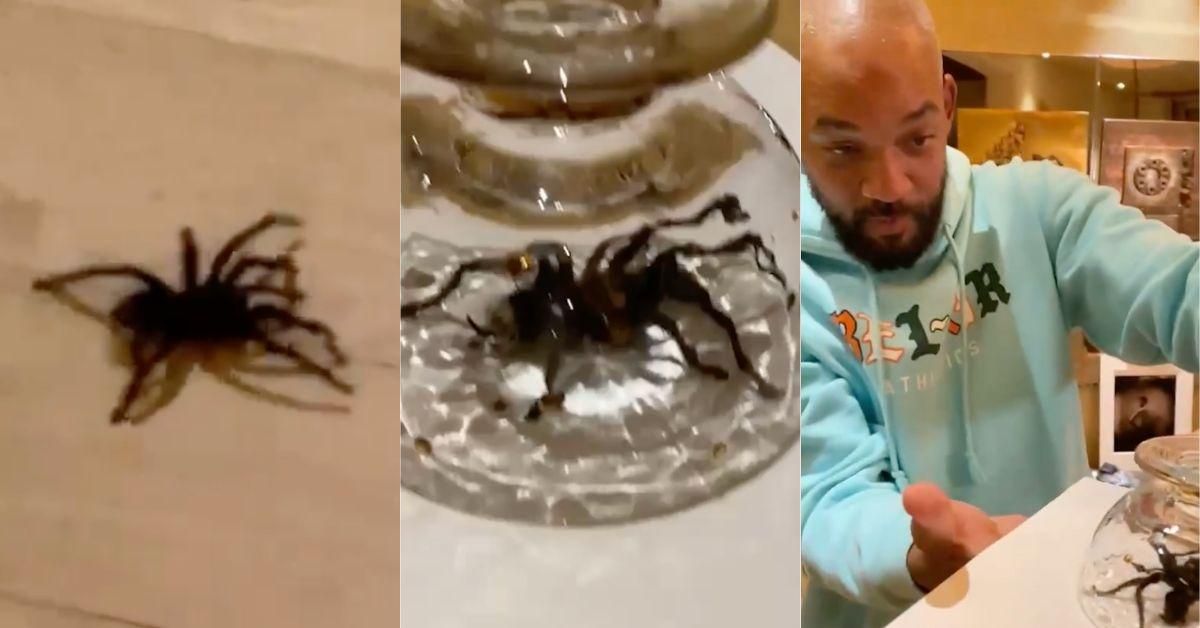 Will Smith Has Perfectly Understandable Reaction After Finding Massive Tarantula In His House
