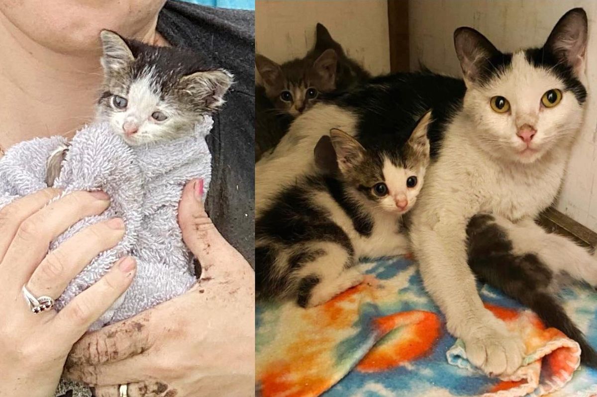 Lone Kitten Stuck in Drain Pipe Gets Help and is Reunited with Her Cat Family