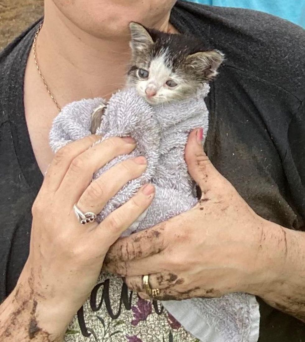 rescued kitten in towel