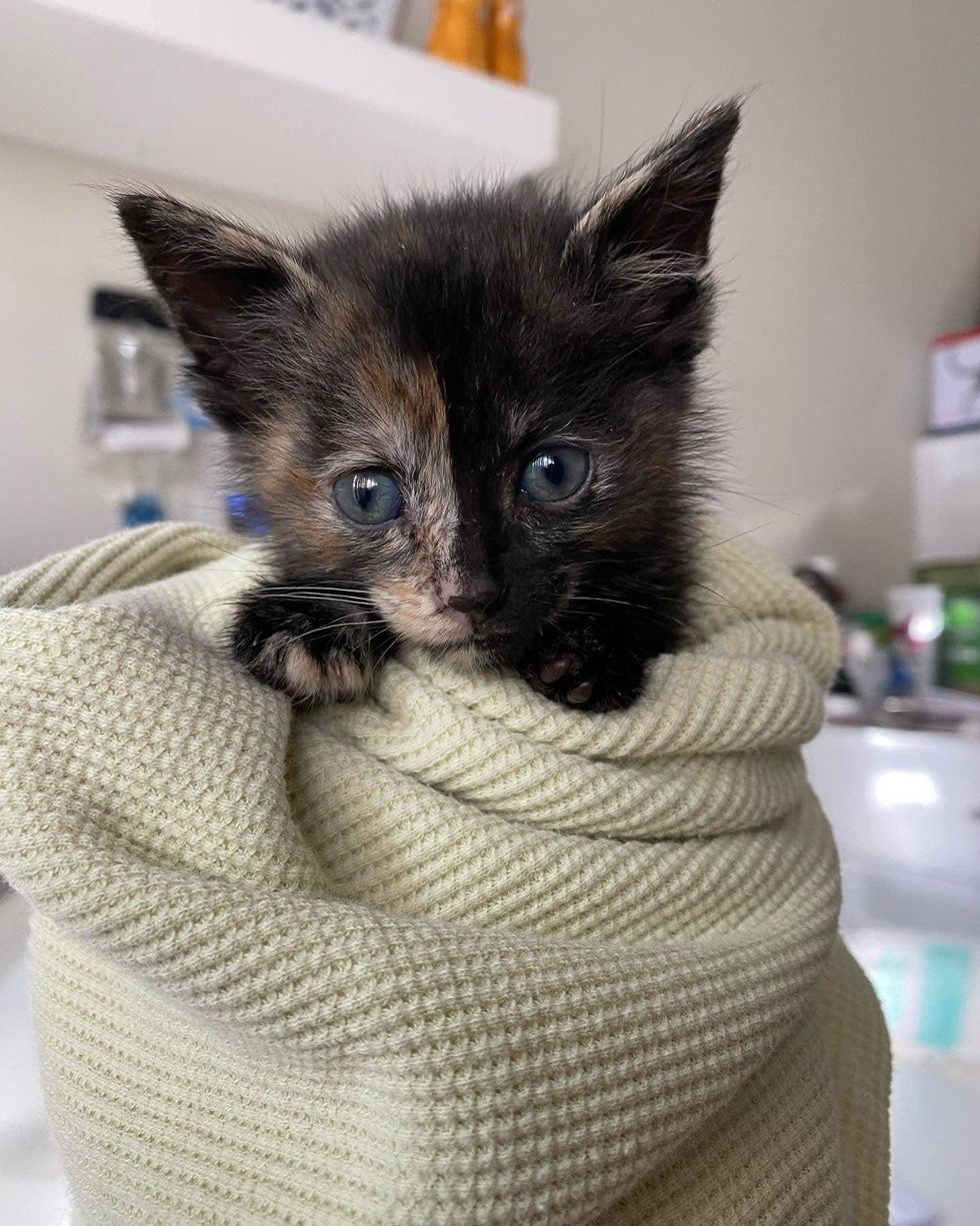 split face cat, tortie kitten