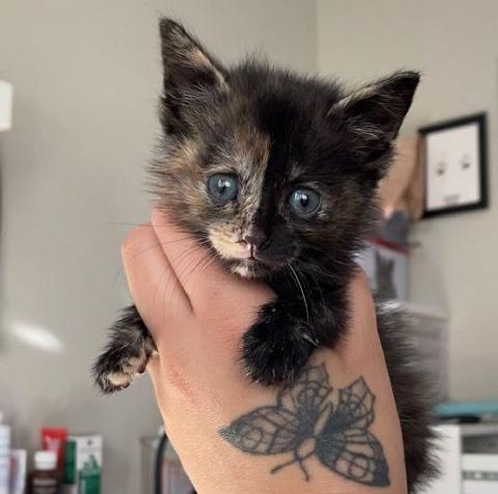 tortie kitten cute face