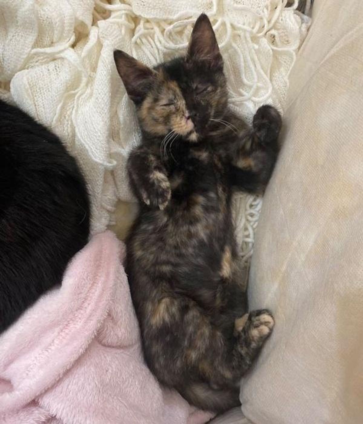 sleeping kitten tortie