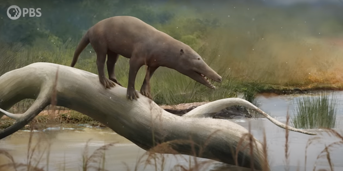 Whales evolved from wolves?! Fascinating video explains how the two are related.
