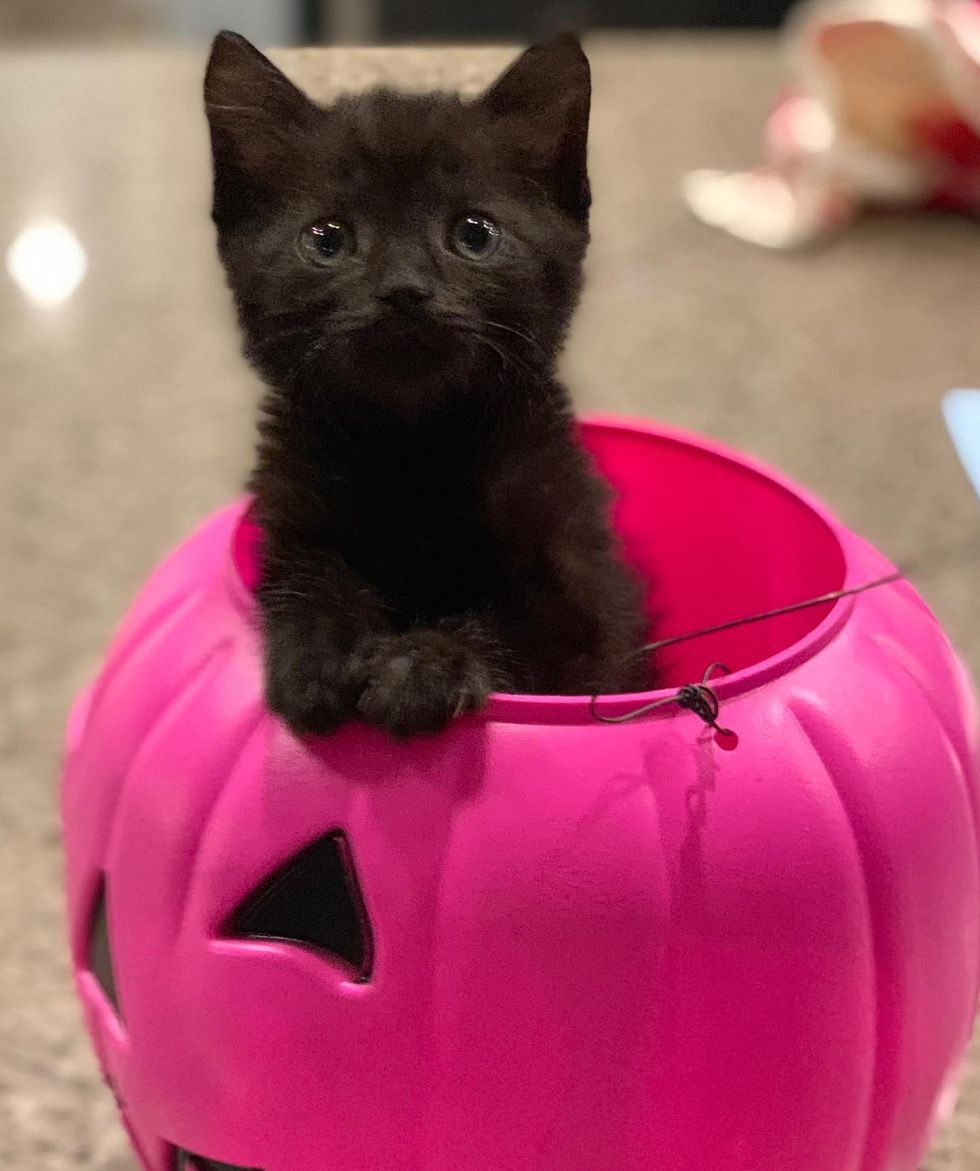 kitten in pumpkin